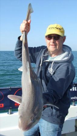 18 lb 4 oz Starry Smooth-hound by Dave palmer