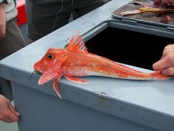 2 lb 1 oz Red Gurnard by Unknown