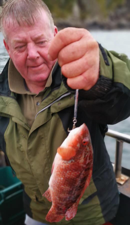 1 lb 8 oz Ballan Wrasse by matt white