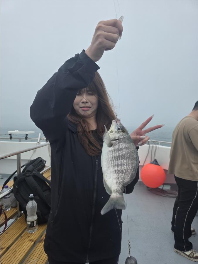 1 lb 5 oz Black Sea Bream by Unknown