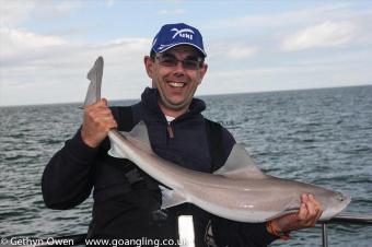 12 lb Starry Smooth-hound by Davy