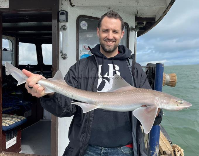 7 lb Starry Smooth-hound by Unknown