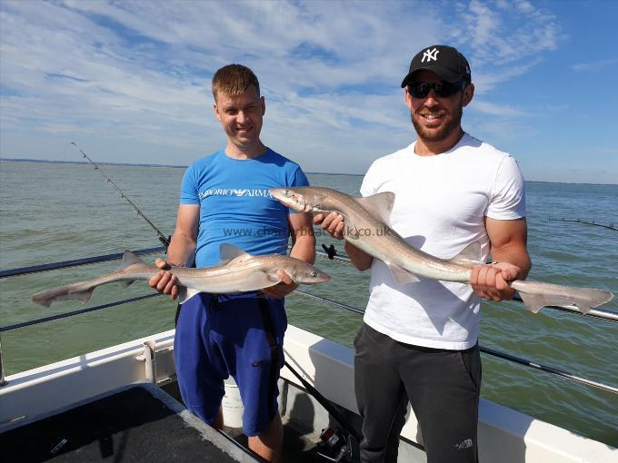 8 lb Starry Smooth-hound by Bob Marshall