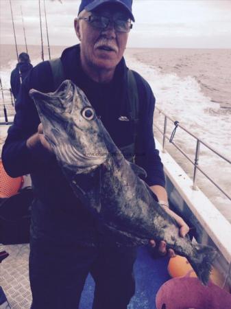 11 lb 14 oz Pollock by Peter Gaige