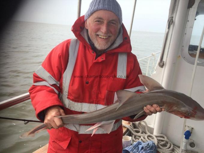 5 lb Starry Smooth-hound by Unknown