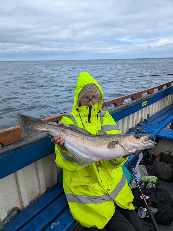 7 lb 3 oz Pollock by Unknown