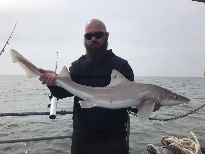 10 lb Smooth-hound (Common) by Unknown