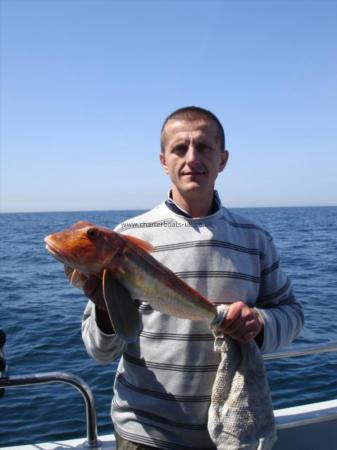 5 lb Red Gurnard by Unknown