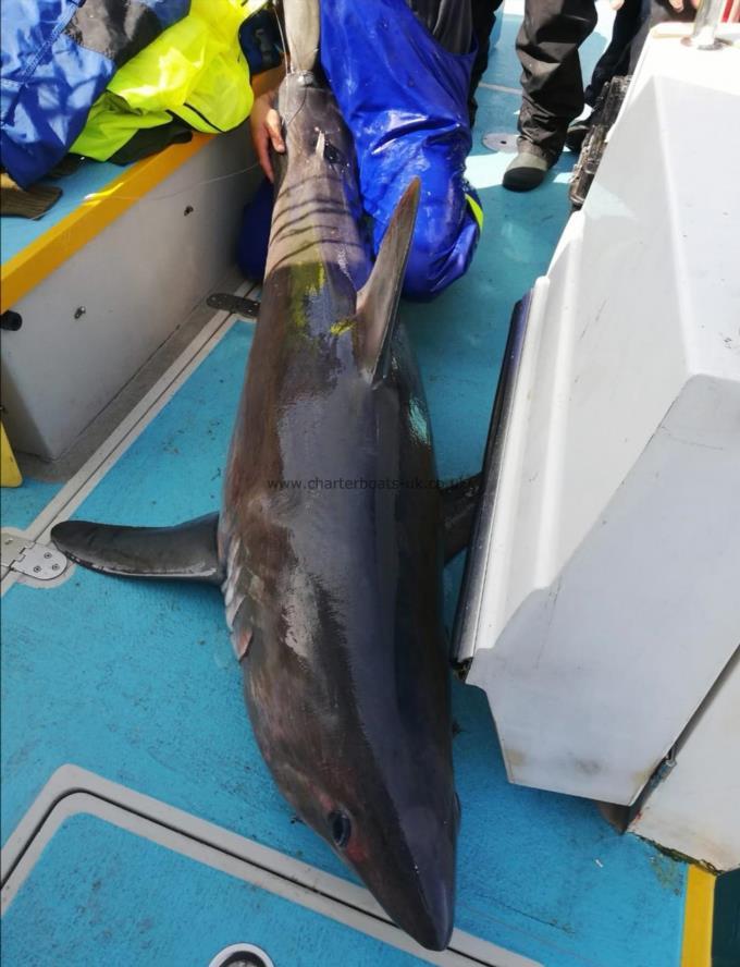 250 lb Porbeagle by Unknown