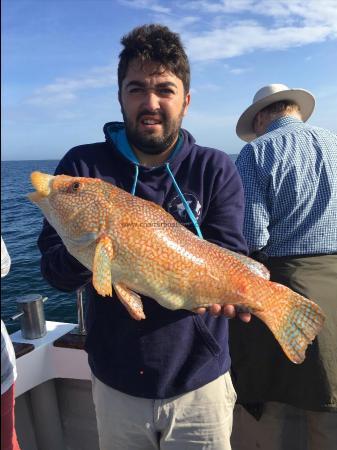 6 lb 2 oz Ballan Wrasse by Lewis