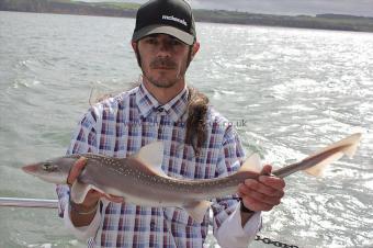 4 lb Starry Smooth-hound by Carl