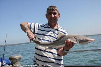7 lb Starry Smooth-hound by Andy