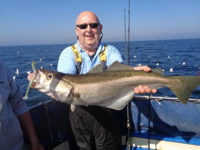 11 lb 7 oz Pollock by caught by steve one of many