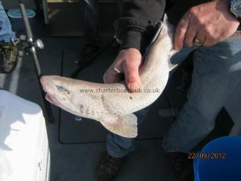 1 lb 3 oz Lesser Spotted Dogfish by Unknown