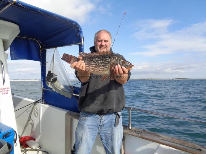 4 lb 4 oz Ballan Wrasse by skippers wrasse