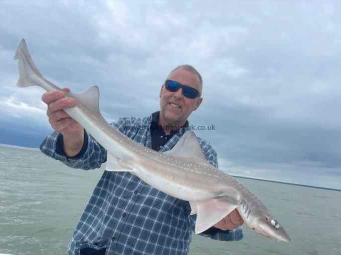 7 lb Smooth-hound by Unknown