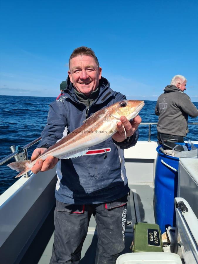 2 lb 9 oz Grey Gurnard by Nick Manley