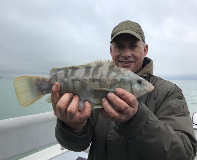 3 lb Ballan Wrasse by Unknown