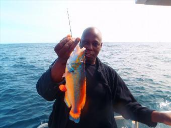 1 lb 3 oz Ballan Wrasse by John Ballantine.