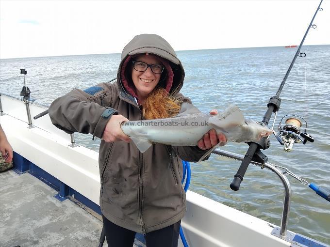 5 lb Starry Smooth-hound by Lucy