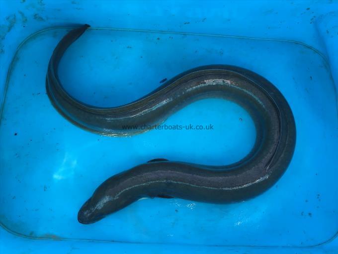 2 lb European Eel by Unknown