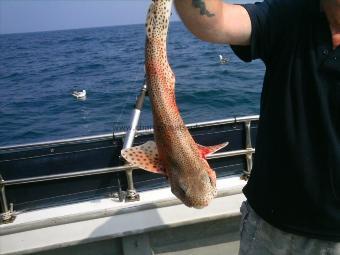 2 lb 12 oz Lesser Spotted Dogfish by Unknown