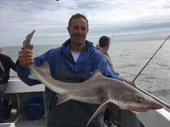 17 lb 12 oz Smooth-hound (Common) by Martin