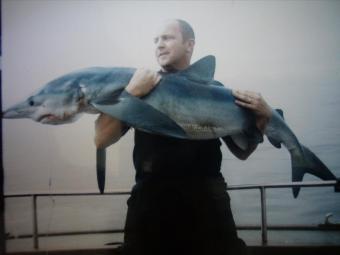 100 lb Porbeagle by Unknown