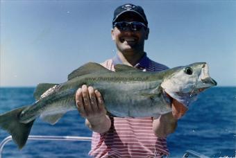 12 lb Pollock by Paul Thompson  Watford s.a.c