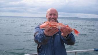 1 lb 2 oz Red Gurnard by Headley