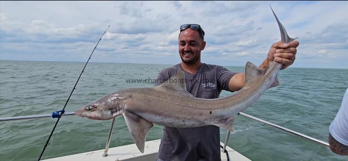 12 lb 9 oz Starry Smooth-hound by Tom
