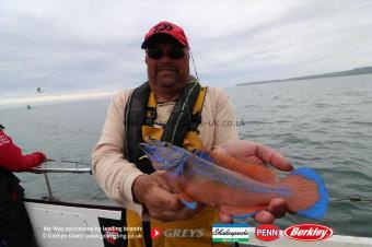 2 lb Cuckoo Wrasse by Mark