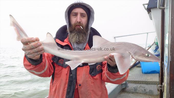4 lb 2 oz Smooth-hound (Common) by Vince knight