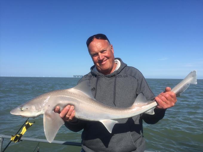 12 lb Smooth-hound (Common) by Unknown