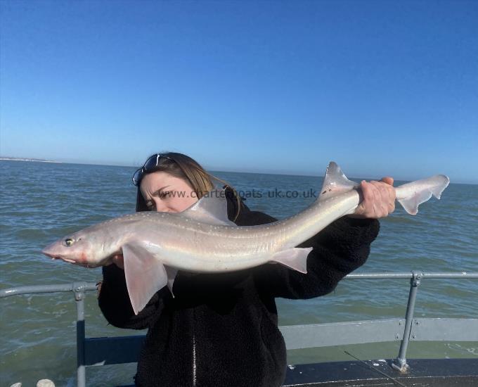 8 lb Starry Smooth-hound by Lauren From Margate