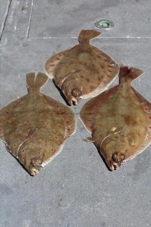 3 lb Plaice by Unknown