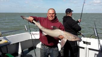12 lb Starry Smooth-hound by Dan ashcroft