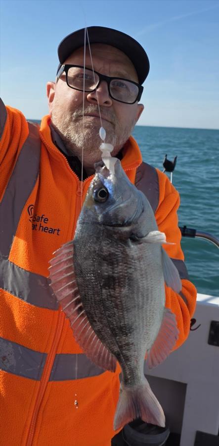 2 lb Black Sea Bream by Unknown