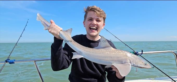 6 lb Starry Smooth-hound by Louis