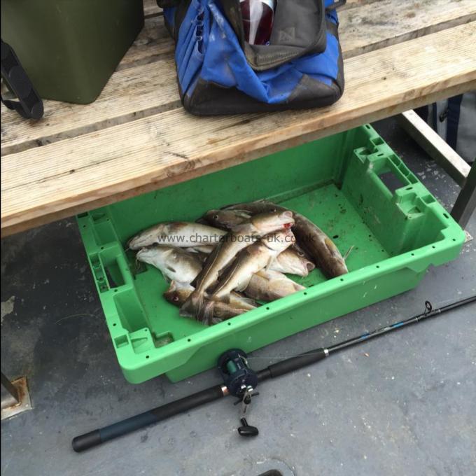 20 lb Cod by Boys on the cod