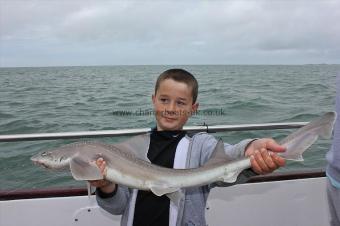 6 lb Starry Smooth-hound by Corben