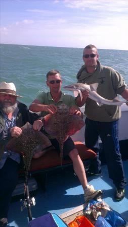 5 lb Smooth-hound by dave