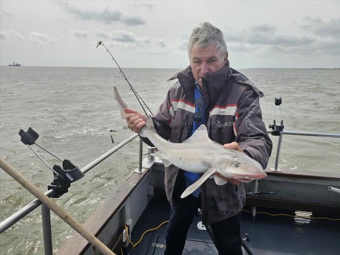 8 lb Smooth-hound by Bernard