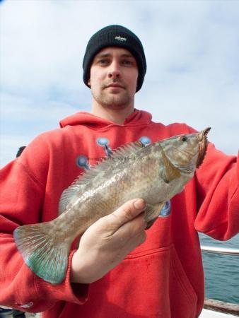 1 lb 8 oz Ballan Wrasse by Mike