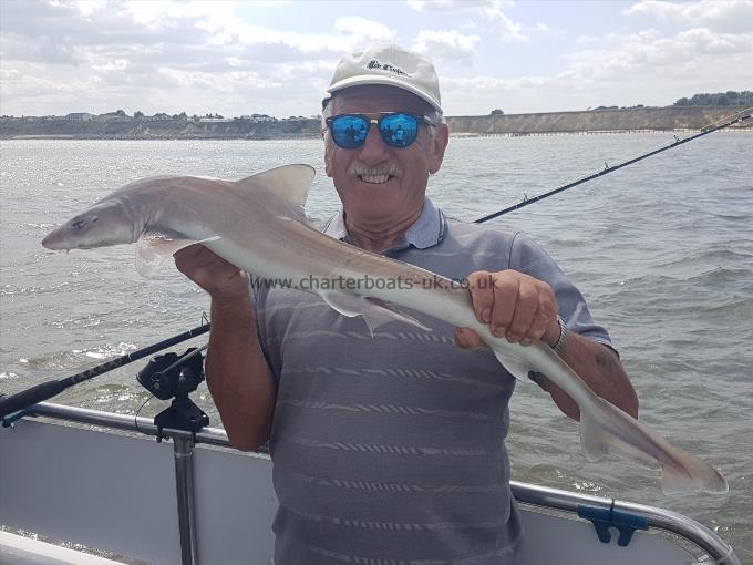 4 lb Starry Smooth-hound by Steve