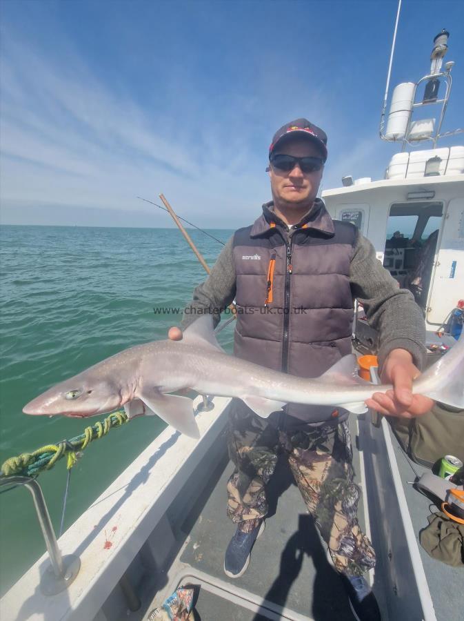 6 lb Smooth-hound (Common) by Darren