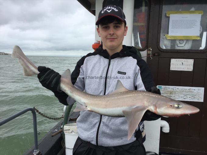 6 lb Starry Smooth-hound by Unknown