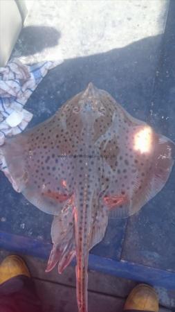 4 lb Spotted Ray by Unknown