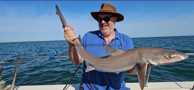 12 lb 15 oz Starry Smooth-hound by Vic