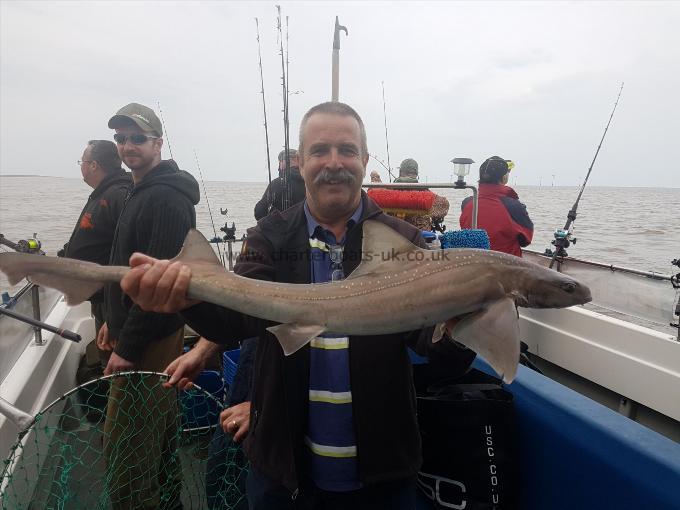 7 lb Starry Smooth-hound by Paul Layton